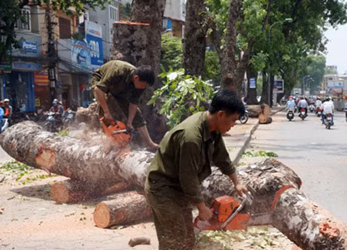 Theo Công ty Công viên cây xanh Hà Nội, việc chặt cây trên đường Láng là để phục vụ thi công dự án đường sắt trên cao Cát Linh - Hà Đông, được phê duyệt bởi Sở Xây dựng cũng như UBND TP Hà Nội.