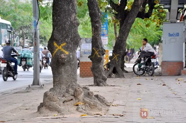 Trên phố Nguyễn Thái Học, 150 cây xanh cũng bị chặt hạ mới đây.