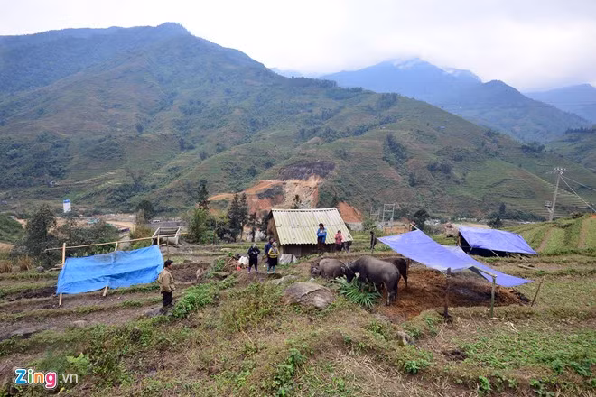 Dọc tuyến quốc lộ 4D từ xã Cốc San (Bát Xát) dài gần 20 km, rất dễ bắt gặp hình ảnh lán trại của người dân trên các triền đồi.