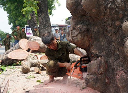 Hồi cuối tháng 5/2014, nhiều người dân đi qua đường Láng (Hà Nội) không khỏi ngạc nhiên và xót xa khi thấy hàng cây xà cừ cổ thụ rợp bóng mát bị đốn hạ.