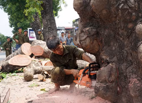 Hồi cuối tháng 5/2014, nhiều người dân đi qua đường Láng (Hà Nội) không khỏi ngạc nhiên và xót xa khi thấy hàng cây xà cừ cổ thụ rợp bóng mát bị đốn hạ.
