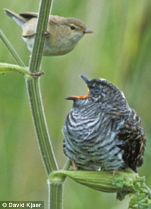 Mô hình nhận dạng có thể giúp chim mẹ phát hiện ra trứng chim cu cu từ trước khi nở.