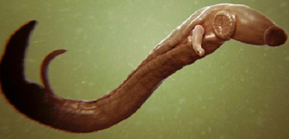 Ký sinh trùng Schistosoma gây bệnh sán máng.