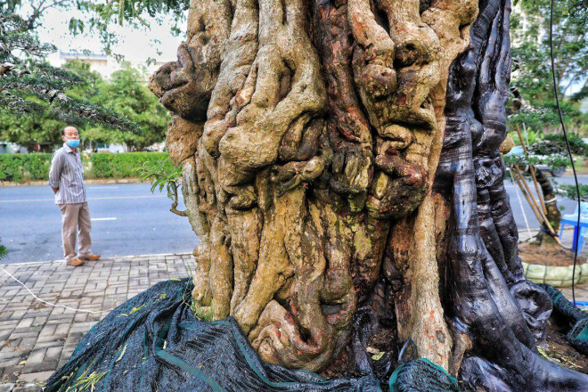 Doc la cay me khong lo 300 tuoi duoc het gia 2 ty dong-Hinh-3