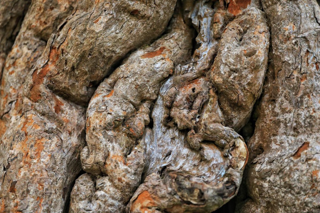 Doc la cay me khong lo 300 tuoi duoc het gia 2 ty dong-Hinh-4