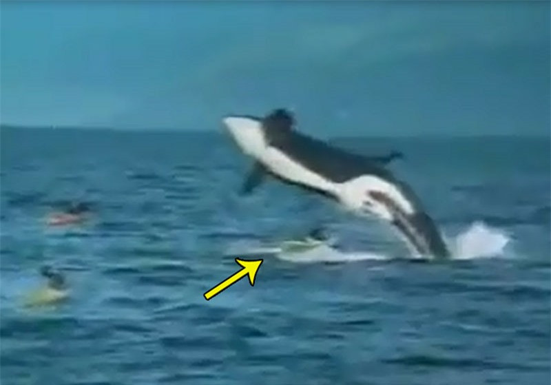 Thoát chết thần kỳ dù bị cá voi đè bẹp dí cả thuyền Thoat chet than ky du bi ca voi de bep di ca thuyen