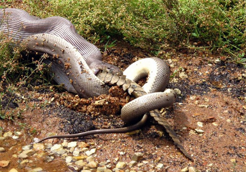 Clip: Khoanh khac tran khong lo nuot chung ca sau