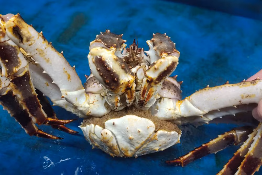 Bi quyet chon cua hoang de de khong bi nguoi ban bat chet-Hinh-4