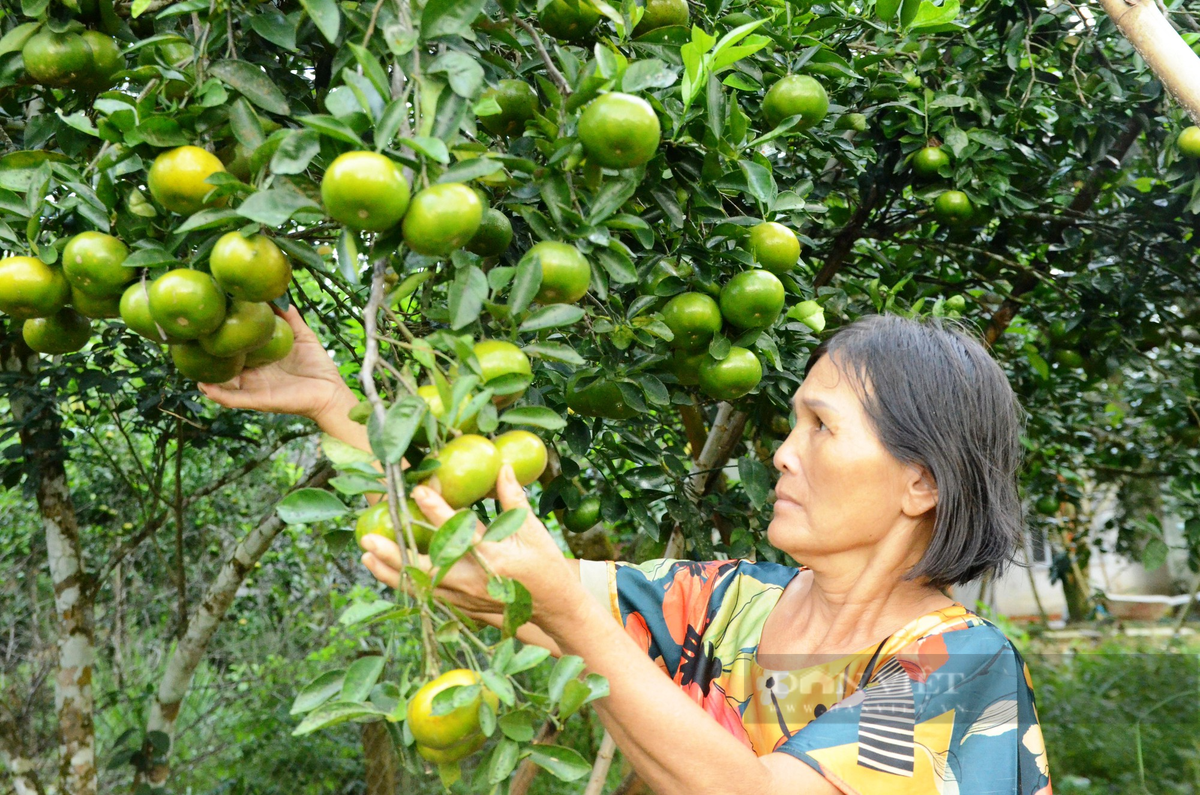 Mot lang co noi tieng Quang Nam trai cay du mau xanh, do, tim, vang-Hinh-4