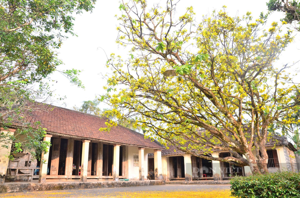 Mot lang co noi tieng Quang Nam trai cay du mau xanh, do, tim, vang