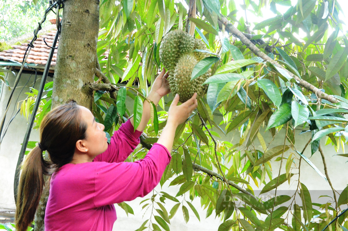 Mot lang co noi tieng Quang Nam trai cay du mau xanh, do, tim, vang-Hinh-7