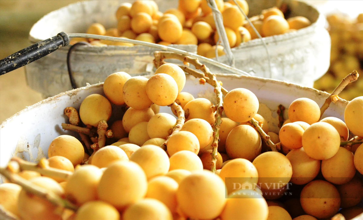 Mot lang co noi tieng Quang Nam trai cay du mau xanh, do, tim, vang-Hinh-6