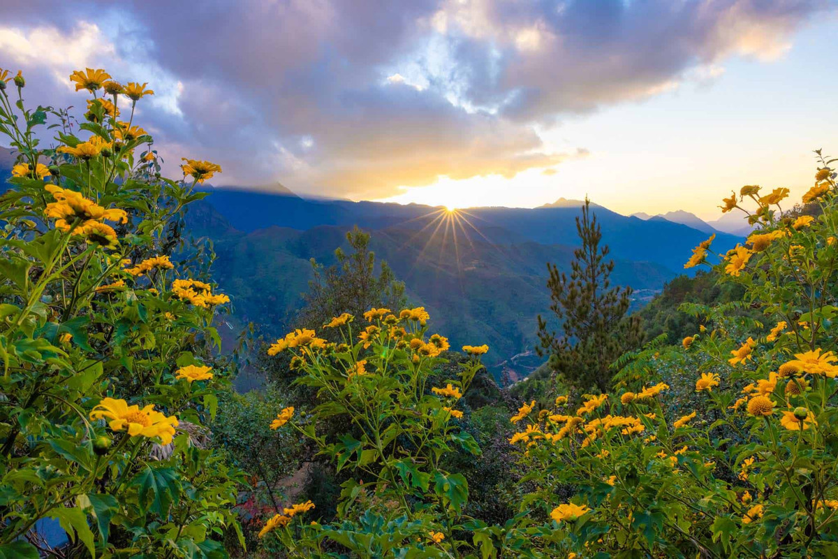 Nếu như mùa Xuân, nơi đây hấp dẫn du khách bởi sắc hoa sơn tra trắng muốt, thì những ngày cuối Thu đầu Đông lại có sắc hoa dã quỳ, hoa tớ dày bung nở. Ảnh: Vũ Ngọc Thiện.