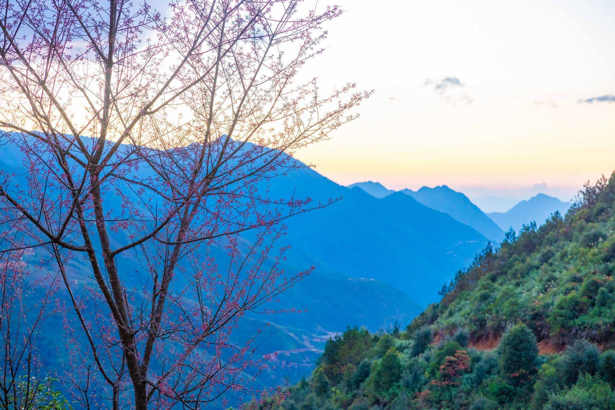 Hoa tớ dày cũng khoe sắc, tô điểm cho vẻ đẹp bản Nậm Nghiệp. Ảnh: Vũ Ngọc Thiện.