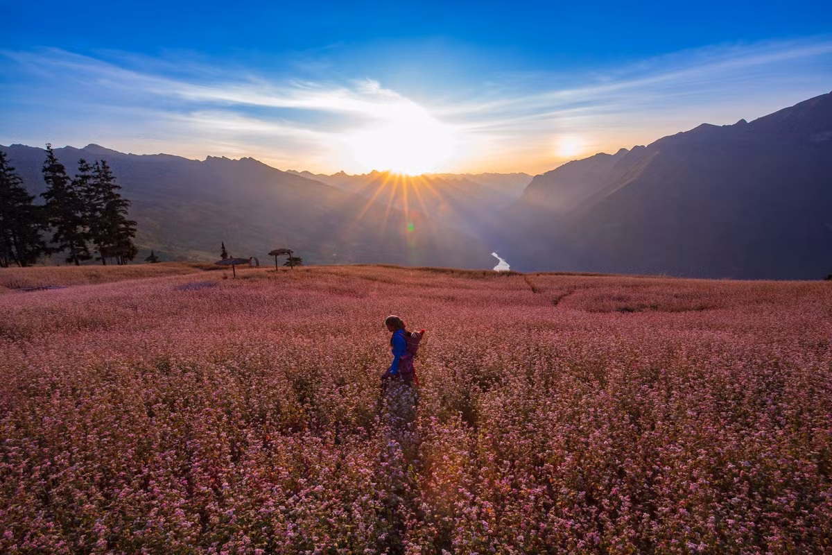 Ngam nhin cao nguyen da no hoa tren manh dat Ha Giang-Hinh-2