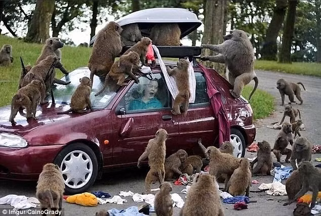 Hình ảnh bầy khỉ lục tung vali lôi quần áo ra ngoài khiến nhiều người liên tưởng đến một đợt giảm giá trong các cửa hàng quần áo. Chắc chắn, sau sự cố bất ngờ này, nữ du khách trong xe sẽ có kinh nghiệm để đời khi đi du lịch: không bao giờ để thứ gì bên ngoài ôtô. Ảnh: Imgur/CainoGrady.