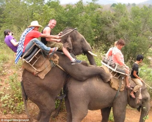 Sự cố bất ngờ trong lúc cưỡi voi khiến mọi người vừa ngại vừa buồn cười. Ảnh: Imgur/Izzygoneyet.