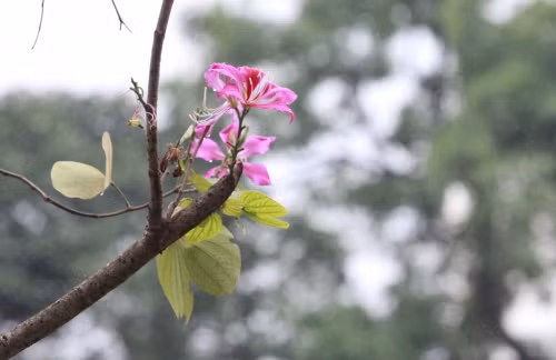 Hoa ban tim khoe sac xuan giua long Thu do Ha Noi-Hinh-8