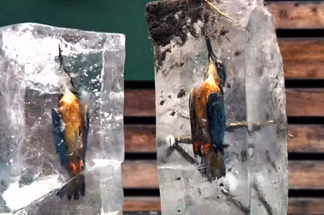 Con chim boi ca bi dong bang khi lao xuong ho lanh cong