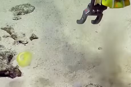 Phat hien sinh vat ngoai hanh tinh an nau duoi Vinh Mexico?