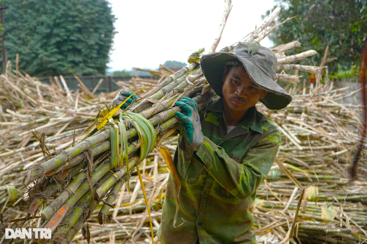 Bắt đầu từ tháng 9 âm lịch, các lò nấu mía ở địa phương hối hả vào vụ. Năm nay giá mía tăng cao (1,2-1,3 triệu đồng/tấn) nên ông Vinh lo lắng vụ Tết thu nhập không như kỳ vọng