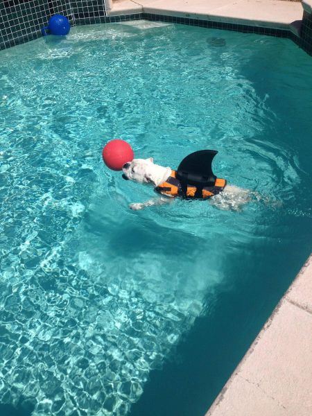 Chơi bóng dưới nước.