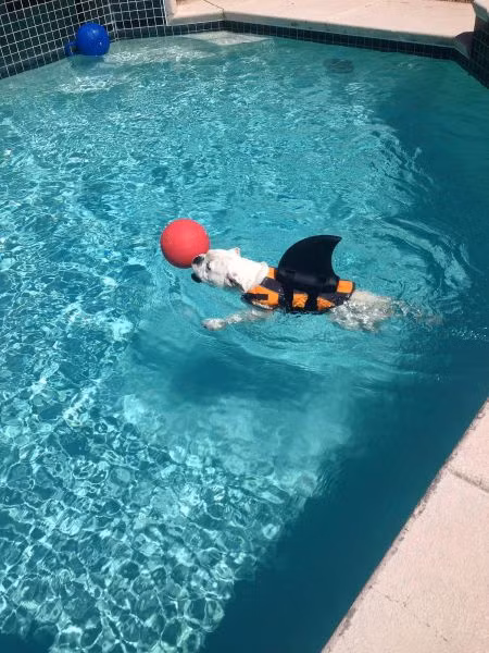 Chơi bóng dưới nước.