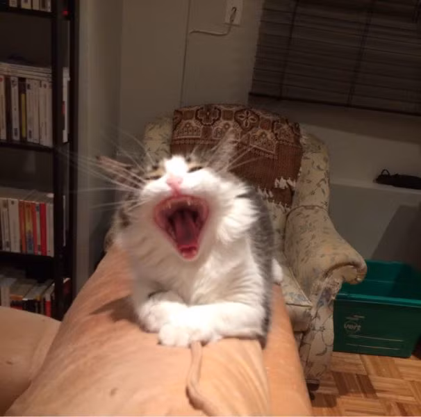 Buồn ngủ quá đi mất!