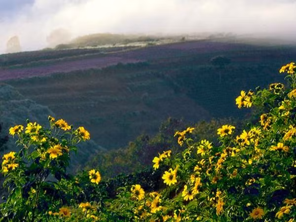 Lúc đầu chỉ len lỏi những luống cây, nhưng khi bừng nở lại khoe sắc vàng lộng lẫy đầy sức sống...