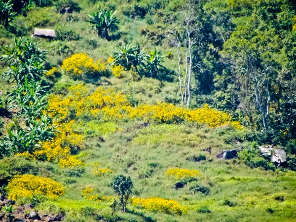 Hình ảnh thơ mộng của Đà Lạt mỗi mùa hoa dã quỳ về đã để lại rất nhiều ấn tượng khó phai trong lòng du khách.