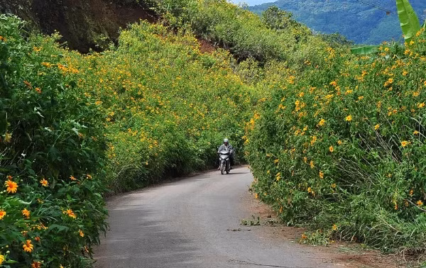 Phương tiện thuận lợi nhất để ngắm hoa dã quỳ là xe máy, với chi phí tầm 80.000 – 100.000 đồng một ngày, bạn có thể đi đến bất cứ cung đường nào mà mình muốn. Cung đường Trại Mát - Cầu Đất cách nội thành Đà Lạt 20km là một lựa chọn thú vị bởi du khách có thể tận hưởng cảm giác ái xe máy trên đường đèo quanh co, chiêm ngưỡng những ruộng chè bậc thang và hàng rào dã quỳ ven lưng đồi vươn cao đón nắng.