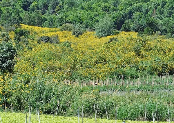 Khách du lịch thường rỉ tai nhau rằng những vườn hoa dã quỳ vàng rực tại sân ga Đà Lạt hay thung lũng Tình Yêu đều mang vẻ đẹp đủ để khiến ai cũng phải ngẩn ngơ.