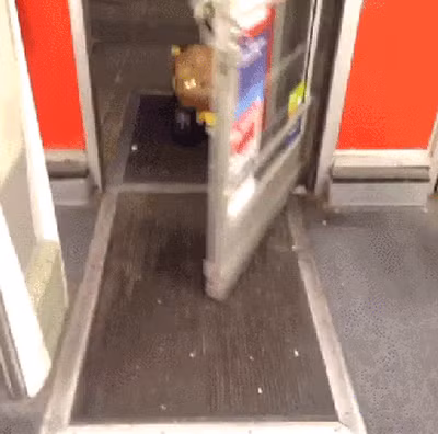 Cún tự lái xe đi mua sắm.