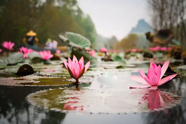 Tuy không quy tụ thành một biển hoa rộng lớn, nhưng chính sự lững lờ , đơn lẻ, thấp thoáng trên mặt nước tạo nên nét đẹp đặc biệt của loài hoa này.