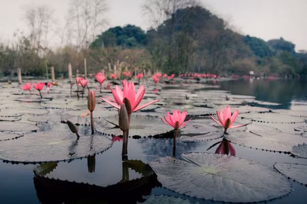Vào tháng 9,10 và 11, trong tiết thu sang, những bông hoa súng lại nở rộ trên mặt nước, càng tô điểm thêm cho vẻ đẹp của dòng suối...