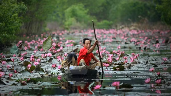 Ngoài hoa súng, vẻ đẹp của suối Yến vào mùa thu còn được tạo nên bởi không gian yên bình, tĩnh mịch, cuộc sống đơn giản của những người dân nơi đây khi thảnh thơi thả mình trong làn khói thuốc lào trên chiếc xuồng nhỏ bé, hay đàn vịt cỏ tự do bơi lội tung tăng...
