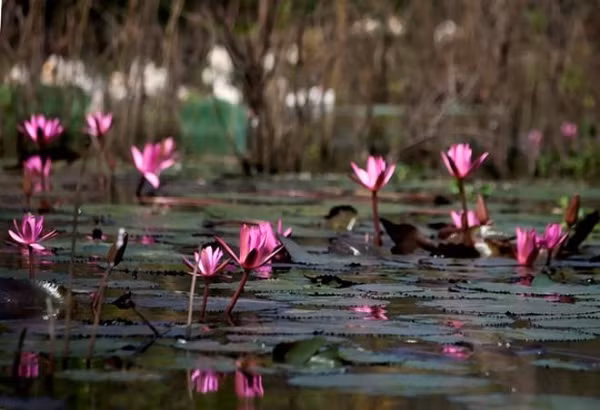 Vào mùa thu, dòng suối Yến trở nên yên bình hơn, không còn thuyền ghe tấp nập, tiếng nói cười rộn rã mà người ta thường thấy ở chùa Hương mùa trẩy hội...