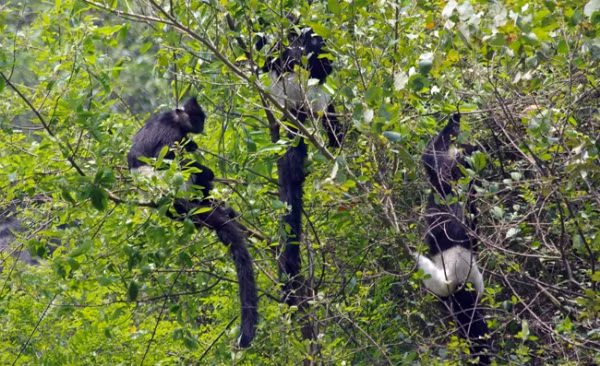 Đặc biệt, du khách sẽ được tận hưởng cảm giác thú vị khi được luồn lách trong những hang động mát mẻ, nếu may mắn bạn sẽ bắt gặp những chú voọc vắt vẻo trên những cành cây.