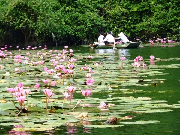 Đặc biệt, nếu đến đây vào mùa thu, du khách sẽ được chiêm ngưỡng những bông hoa súng nở rạng rỡ trên mặt nước, khiến không gian càng gợi vẻ nên thơ, lãng mạn.