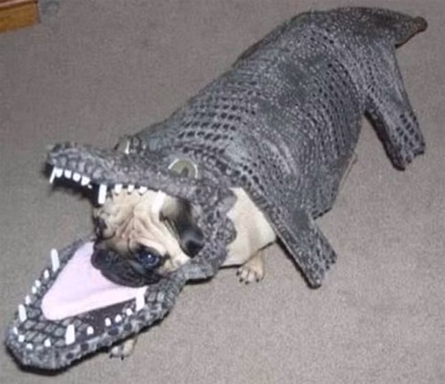 Mèo đội lốt cá sấu.