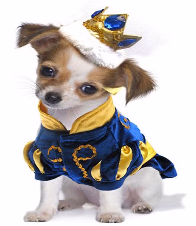 Hoá thân thành hoàng đế.