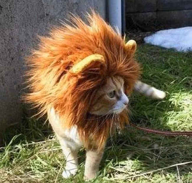 Khi tiểu hổ hoá thân thành sư tử.