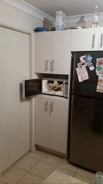 Không biết chủ nhân có nhìn thấy mình không?