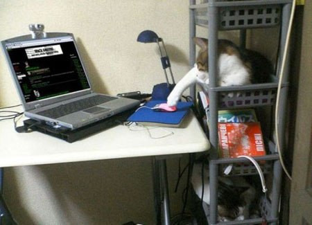 Mèo cũng dùng máy tính.