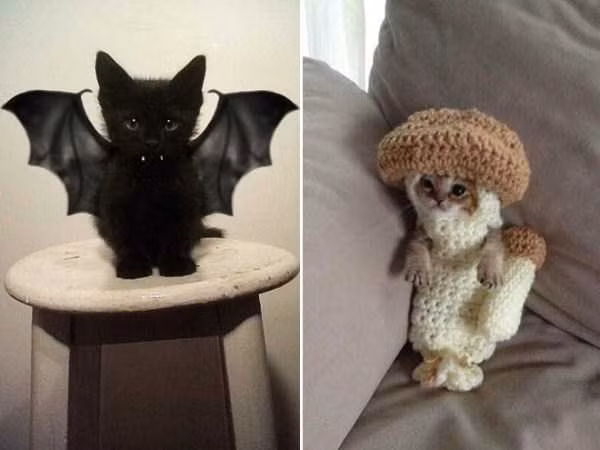 Mèo trong trang phục hoá thành dơi...