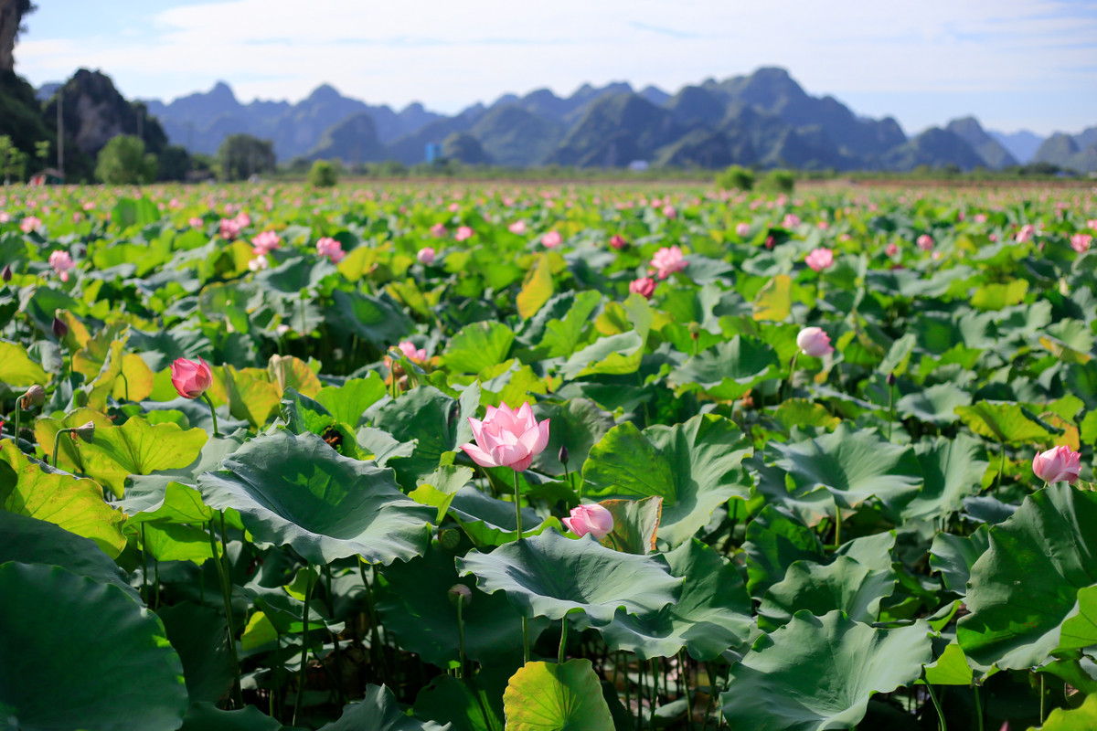  Đầm sen thôn Đức Dương (huyện Mỹ Đức) cách trung tâm Hà Nội khoảng 55 km là một địa điểm đẹp được nhiều bạn trẻ biết đến.