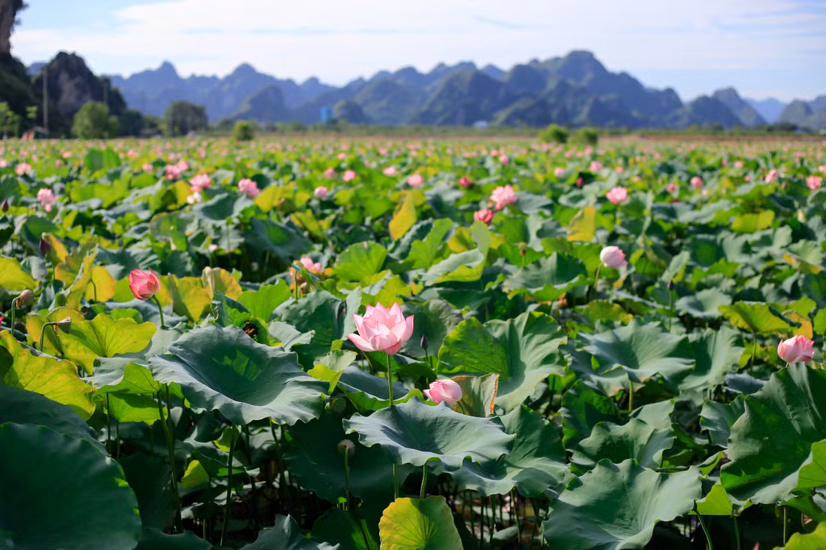  Đầm sen thôn Đức Dương (huyện Mỹ Đức) cách trung tâm Hà Nội khoảng 55 km là một địa điểm đẹp được nhiều bạn trẻ biết đến.