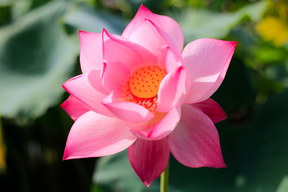 Đầm sen này thuộc sở hữu của ông Chức, rộng hơn 3 ha, mở cửa từ 5h đến 19h, thu vé chụp ảnh 30.000 đồng/người.