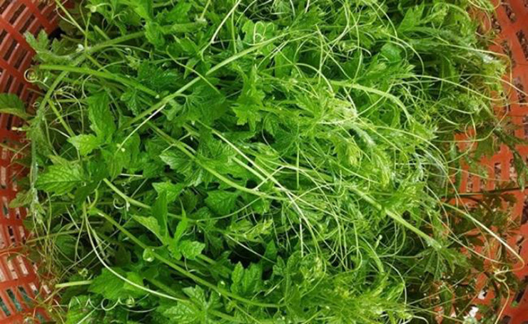 Tại nhiều vùng miền, từ lâu người dân đã sử dụng lá cây chùm bao làm rau ăn, đọt non có thể xào hoặc nấu canh với tôm, thịt, cá..