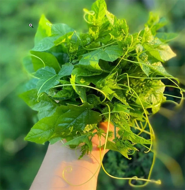 Một điều thú vị là rau chùm bao có chứa chất saponin, gặp nước sẽ sủi bọt, ai không biết sẽ lầm tưởng đang ngâm rau với xà phòng.